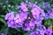 Inflorescence purple phlox