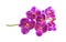 Inflorescence purple or pink orchids flowers blooming with green stem isolated on background with clipping path , natural