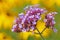 Inflorescence of a purpletop vervain with yellow background