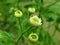 Inflorescence Pyrethrum medicinal plant close up