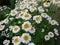 Inflorescence Pyrethrum medicinal plant close up