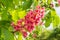 Inflorescence of red horse-chestnut against of the leaves