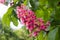 Inflorescence of red horse-chestnut on tree close-up