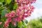 Inflorescence of red horse-chestnut tree closeup