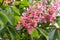 Inflorescence of red horse chestnut on tree among the leaves