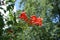 Inflorescence of reddish orange flowers of Campsis radicans