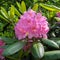 The inflorescence of the rhododendron, pink. Botanical garden ,