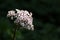 Inflorescence of Rodgersia pinnata on dark background