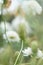 The inflorescence of a scabious flower is close-up on a flower bed