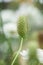 The inflorescence of a scabious flower is close-up on a flower bed