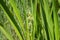 Inflorescence of simplestem bur-reed Sparganium erectum