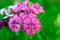 Inflorescence of small carnations growing in the garden