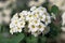 Inflorescence of small whight spirea flowers and green leaves