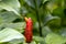 Inflorescence of a spiral ginger, Costus woodsonii