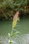 Inflorescence with the stem of the giant Reed Latin Arundo donax.