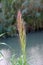 Inflorescence with the stem of the giant Reed Latin Arundo donax.