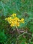 Inflorescence of tansy on the green lawn of the garden park