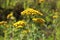Inflorescence tansy summer day in the North of Russia