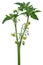 Inflorescence of tomato