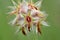 Inflorescence of Trifolium stellatum