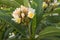 Inflorescence of tropical plumeria plant. Blooming plumeria branch. White and yellow plumeria flowers and buds. Floral garden