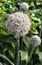 Inflorescence,unusual flowering regular archery in the garden