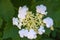 Inflorescence of the viburnum close up