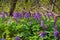 Inflorescence of violet fumewort flower grow in bright spring sunshine meadow, possibly Corydalis solida, pagan ritual herb