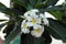 Inflorescence of white five-petalled flowers with yellow centers. Beautiful white flowers