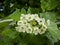 Inflorescence of white flowers of a hawthorn closeup. Medicinal plant