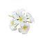 Inflorescence of white Jasminum sambac flowers, isolate. White flowers with five petals. Jasminum sambac is a species of jasmine
