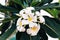 An inflorescence of white sandalwood flowers on a branch with green leaves. Five-petalled flowers