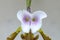 Inflorescence of a white violet harmonic orchid