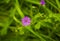 inflorescence of wild geranium in grass