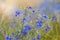 Inflorescence of wild growing forking larkspur, medicinal herb in summer field