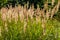 Inflorescence of wood small-reed Calamagrostis epigejos on a meadow