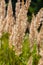 Inflorescence of wood small-reed Calamagrostis epigejos on a meadow