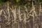 Inflorescence of wood small-reed Calamagrostis epigejos on a meadow