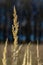 Inflorescence of wood small-reed Calamagrostis epigejos on a meadow