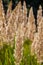 Inflorescence of wood small-reed Calamagrostis epigejos on a meadow