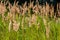 Inflorescence of wood small-reed Calamagrostis epigejos on a meadow