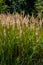 Inflorescence of wood small-reed Calamagrostis epigejos on a meadow