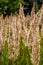 Inflorescence of wood small-reed Calamagrostis epigejos on a meadow