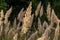 Inflorescence of wood small-reed Calamagrostis epigejos on a meadow