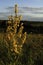 Inflorescence of Wooly Mullein Verbascum pyramidatum. The yellow flowers and leaves are anodyne antiseptic, astringent demulcent,