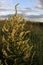 Inflorescence of Wooly Mullein Verbascum pyramidatum. The yellow flowers and leaves are anodyne antiseptic, astringent demulcent,