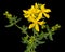 Inflorescence of yellow  flowers of Hypericum, isolated on black background