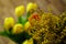 Inflorescence of yellow mimosa close-ups