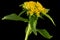 Inflorescence of yellow rhodiola rosea flowers, isolated on black background