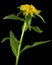 Inflorescence of yellow rhodiola rosea flowers, isolated on black background